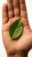 Open palm holding fresh green leaf with water droplets symbolizing environmental care, sustainability and natural protection concepts.
