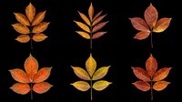 Six autumn leaves in warm red, orange, and yellow tones, isolated on transparent background. Ready for seasonal clipart, stickers, t-shirt design, and print on demand projects.