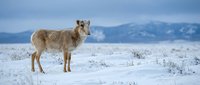Young bighorn sheep standing in snowy mountain landscape with blue sky and distant peaks. Wildlife winter scene for nature photography and outdoor content.