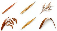 Six dried autumn grass blades and seed heads isolated on white background, showcasing warm golden brown tones for nature design use.
