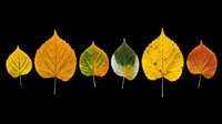 Autumn leaves collection in various stages of seasonal color change, isolated on transparent background. Ready for fall designs, t-shirt graphics, stickers, clipart, print-on-demand products, and sublimation projects.