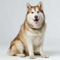 Friendly Alaskan Malamute dog with red and white fur sitting against white background, tongue out, looking at camera.