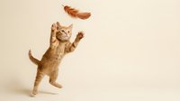 Orange tabby kitten jumping and playing with feather toy on neutral background, playful pet behavior for veterinary and animal care content.