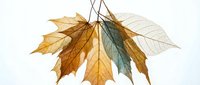 Autumn leaves in warm golden and green tones hanging from black wire frame, isolated on white background for seasonal design projects and crafts.