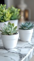 Succulent plants in white ceramic pots on marble countertop, soft natural lighting creates peaceful home decor atmosphere with blurred background.