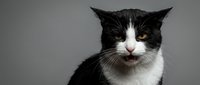 Black and white tuxedo cat with orange eyes showing tongue in playful expression against gray background. Pet portrait for veterinary and animal care designs.
