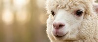 Cream-colored alpaca with soft fleece looking directly at camera with gentle expression against blurred natural background, suitable for animal, wildlife, and farm content.