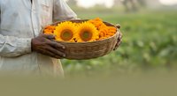 Farmer holding wicker basket filled with fresh yellow sunflowers in agricultural field during harvest season, outdoor farming and gardening concept.