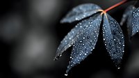 Dark blue leaves covered in morning dew drops against blurred background create moody atmospheric nature composition with selective focus and bokeh effect.