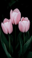 Delicate pink tulips covered in morning dew drops against dark background. Fresh spring flowers with water droplets on petals create dreamy garden atmosphere.