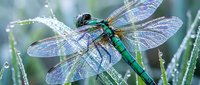 Green dragonfly with iridescent wings perched on grass blade covered in morning dew drops, showcasing intricate wing patterns and metallic body coloration.