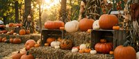 Autumn pumpkin display with orange and white pumpkins arranged on wooden crates and hay bales in golden sunlight for seasonal harvest decoration.