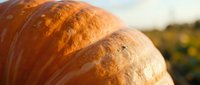 Fresh baked bread loaf with golden crust in warm sunlight, artisan bakery product for food photography and culinary marketing materials.