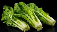 Fresh romaine lettuce hearts with crisp green leaves and white stems arranged on dark background, raw organic produce for healthy eating and food photography.