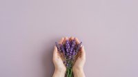 Hands holding fresh lavender bunch on pastel background, suitable for wellness, spa, and botanical design projects.