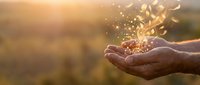 Hands cupped holding magical golden light particles and sparkles against warm sunset background for spiritual wellness and energy healing concepts.