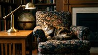 Tabby cat resting on patterned armchair in cozy home library with globe, brass lamp, and wooden furniture for interior design and lifestyle content.