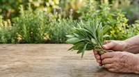 Mature hands holding fresh green olive branch with leaves over wooden table and blurred garden background, harvesting concept.
