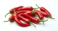 Fresh red chili peppers with green stems isolated on white background for cooking spice ingredient culinary design applications.