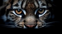 Wild cat face close-up with intense amber eyes and detailed fur texture against dark background for wildlife photography and nature designs.