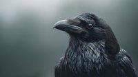 Black raven portrait with detailed feathers against blurred background, showcasing dark plumage and sharp beak in moody atmospheric lighting.