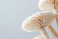 Delicate white mushrooms with fine gills and slender stems captured in soft light against neutral background, showcasing natural textures and organic forms in macro detail.