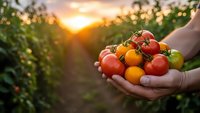 Fresh organic tomatoes harvest in farmer hands at sunset in vegetable garden with colorful varieties ready for healthy cooking and farm to table dining.