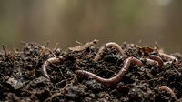 Earthworm crawling through rich soil with organic matter, suitable for gardening, agriculture, composting, and environmental education content.