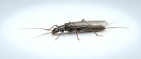 Closeup of a brown insect with long antennae and segmented body isolated on white background, suitable for educational materials and design projects.