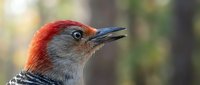 Close-up portrait of red-bellied woodpecker with distinctive red crown and black-white striped back pattern against soft blurred natural background.