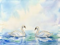Two white swans swimming together on calm water in soft watercolor style, ideal for nature, wildlife, and peaceful home decor projects.