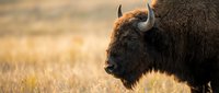 Yak with long horns standing in dry grassland during golden hour, suitable for wildlife, nature, and animal photography projects.