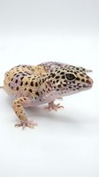 Spotted leopard gecko with yellow and black markings isolated on white background, suitable for educational materials, pet care guides, and reptile design projects.