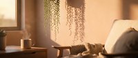 Cozy modern living room interior with warm sunlight streaming through window creating beautiful shadow patterns on beige wall with hanging plant decor and furniture.