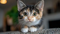 Adorable calico kitten with bright eyes and white paws peeks over edge of gray couch, displaying curious expression against blurred background. Perfect for pet care.