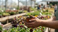 Gardener hands holding small plant seedling in terracotta pot at nursery greenhouse with colorful flowers and plants in blurred background for spring gardening.