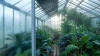 Modern greenhouse interior with lush tropical plants and foliage growing under glass roof panels, ideal for botanical, gardening, agriculture and horticulture design projects.