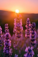 Purple lavender flowers blooming in field during golden hour sunset with warm orange and pink sky creating romantic atmospheric lighting for aromatherapy concepts.