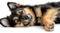 Adorable mixed breed puppy lying on side with playful expression against white background, isolated for design use. Cute pet portrait showing brown and black markings.
