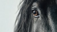 Close-up of black horse's eye and face profile against light background, showcasing the animal's gentle expression and detailed features.