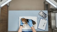 Veterinarian in blue gloves examining brown and white beagle puppy on examination table with stethoscope and clipboard, overhead view of animal healthcare clinic.