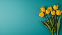 Fresh yellow tulips arranged against turquoise background with copy space, spring flowers in minimal composition for greeting cards and seasonal designs.