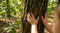 Child hands touching tree bark in forest connecting with nature outdoors for environmental education and natural exploration activities.