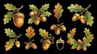 Acorn and oak leaf botanical illustrations isolated on transparent background. Ready for clipart, t-shirt design, stickers, print-on-demand products, and sublimation projects.