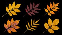 Autumn leaves collection isolated on transparent background, ready for t-shirt design, clipart, stickers, sublimation and print-on-demand projects.