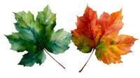 Green and orange maple leaves showing seasonal transition, isolated on white background for nature-inspired designs.