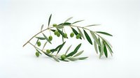 Olive branch with green fruit and leaves isolated on white background, ready for culinary, wellness, and design applications.