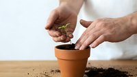 Adult male hands planting small green seedling in terracotta pot with soil, gardening and horticulture concept for environmental care and growth.