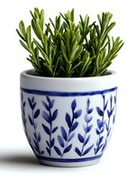 Fresh rosemary herb growing in decorative white ceramic pot with blue hand-painted leaf pattern, isolated on white background for garden and kitchen decor.