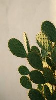 Prickly pear cactus with green paddle-shaped stems and spines against neutral beige wall, suitable for botanical, desert, and minimalist design projects.